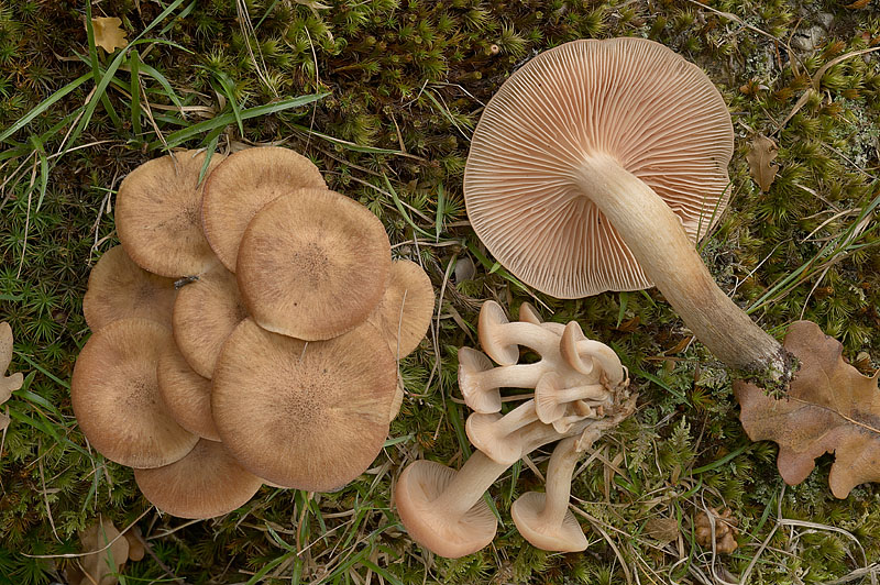 Armillaria tabescens